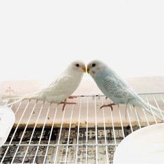 セキセイインコ里親さん募集！（受付終了）