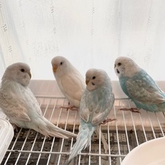 セキセイインコ里親さん募集！（受付終了） − 静岡県