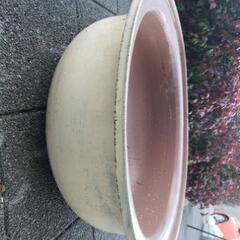 睡蓮鉢第3弾　水槽　2個の画像