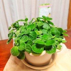 多肉植物　アロマティカス