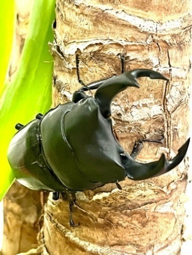 国産オオクワガタ♂♀♀大阪府能勢町産成虫SR血統(産卵木付き)【完売御礼】