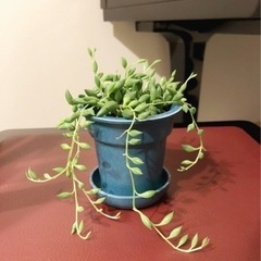 観葉植物　グリーンネックレス①　ブルーカラーの2号の鉢と受け皿