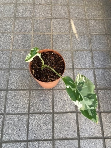 クワズイモ　班入り！希少。。