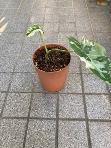 クワズイモ　班入り！希少。。