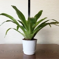 観葉植物　ビルベルギア　70cm　6号鉢と受け皿付き　新年特別価格☆