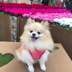 1/5(水) 🐶ワンコオフ会🐶ボードゲーム有❤️