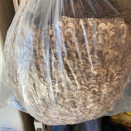 スズメバチの巣売ります！