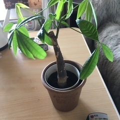 観葉植物パキラ