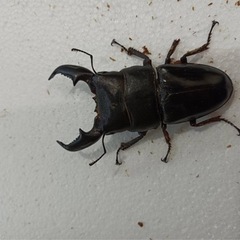 クワガタ三種詰め合わせセット