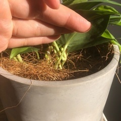 観葉植物　ポトス　一枚の葉が2色のツートンカラー　ココファイバーいりの画像