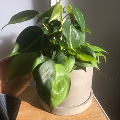 観葉植物　ポトス　一枚の葉が2色のツートンカラー　ココファイバーいりの画像