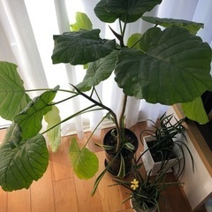 観葉植物　