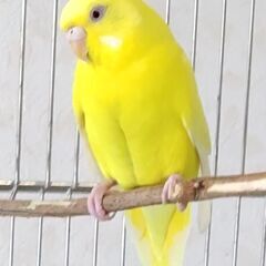 黄色いセキセイインコを探しています