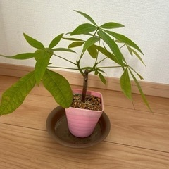 パキラ　①