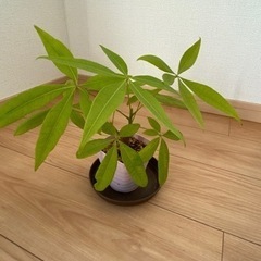 パキラ　②