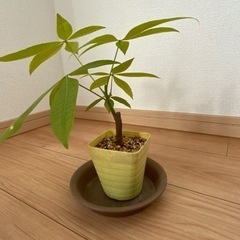 パキラ　③