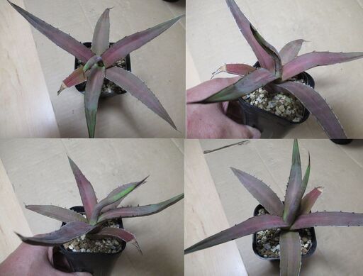 処分品 超お買い得 アガベセット 5苗 agave 