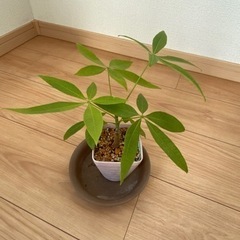パキラ　④