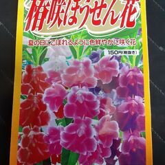 ホウセンカの種