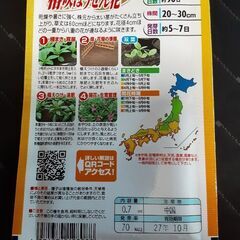 ホウセンカの種の画像