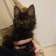 飼い主不在確認済み、長毛黒子猫里親募集