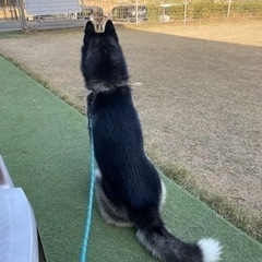 ハスキー飼われてる方…お友達になりたいです＾＾