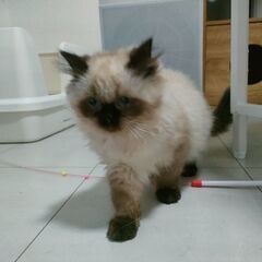 ヒマラヤン　シールポイント　2021年9/4生まれ - 猫