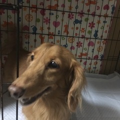 ミニチュアダックス　13歳　オス　血統書あります。