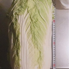 白菜 1玉