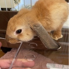 ウサギ