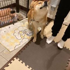 お散歩大好きな柴テンちゃん♂２歳 - 春日井市
