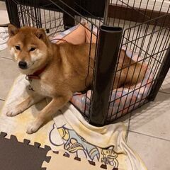 お散歩大好きな柴テンちゃん♂２歳 - 犬