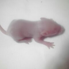 白ハツカネズミの赤ちゃん - その他