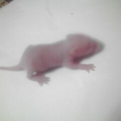 白ハツカネズミの赤ちゃん - 狛江市