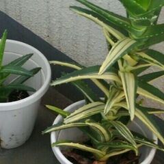 観葉植物　アロエ２つ