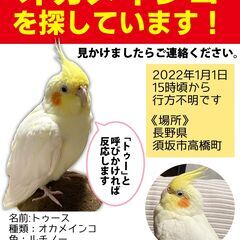 オカメインコ探しています