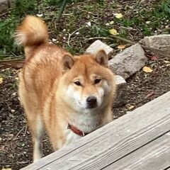 お散歩大好きな柴テンちゃん♂２歳 − 愛知県