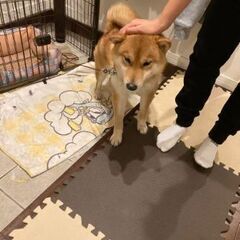 お散歩大好きな柴テンちゃん♂２歳 - 里親募集