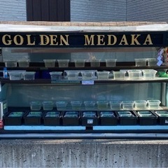 ゴールデンメダカ無人販売2022年　明けましておめでとうございます😄