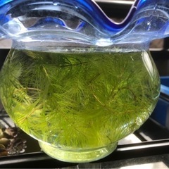 水草　マツモ♪♪の画像