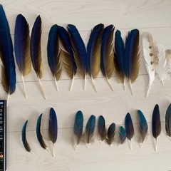 ルリコンゴウインコ の羽24枚他