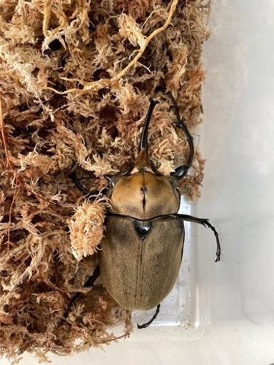 エレファスゾウカブト成虫　♂単体　手渡し希望　1/14まで