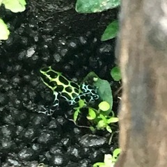 バリアビリスヤドクガエル　サザン