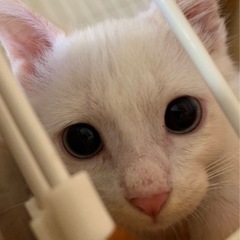 しろくま君、里親募集