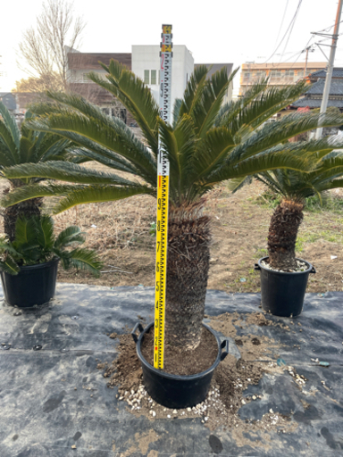 ソテツ③、ソテツ、ドライガーデン、新春セール10日まで。