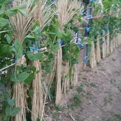 大人気　稲わら　藁　5束　オーガニック　家庭菜園　納豆　無農薬　野菜作り　めだか　納豆　の画像