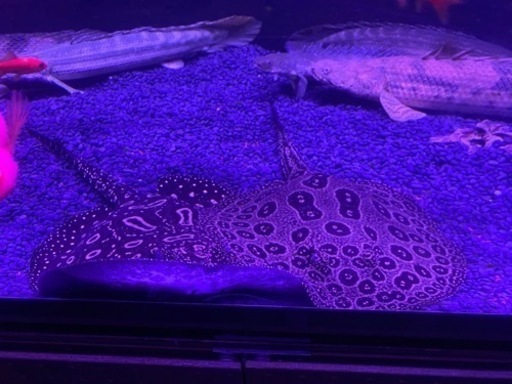 クロコダイルスティングレー　ペアー