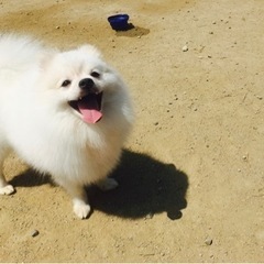 ポメラニアン オス 6歳 とても人懐っこいです