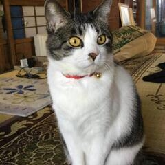 とてもひとなつっこい「ぐら」ちゃんです
