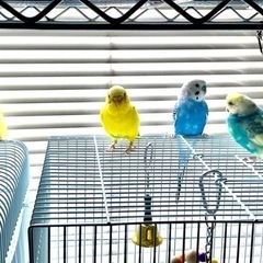 セキセイインコ